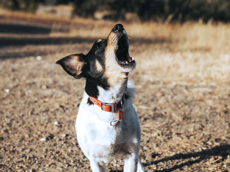 Common dog issues include barking - not a behavior we want!