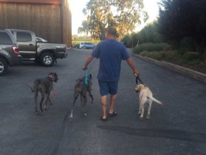 On-leash pack walk with no pulling or lunging!