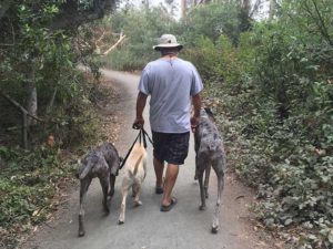 Going for a pack walk during a Board and Train outing!