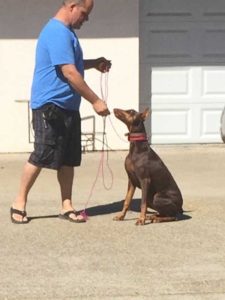 dognpooch-obedience-training07