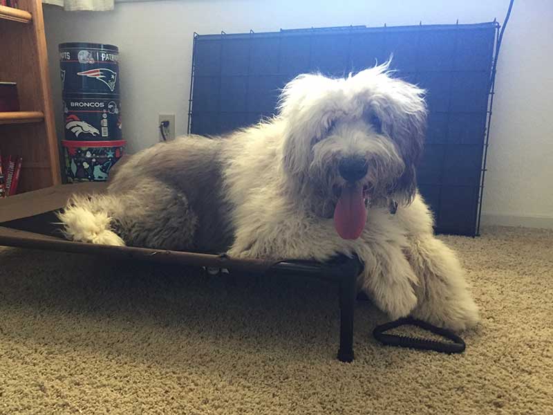 Practicing Place on a pet cot during a Board and Train Week!
