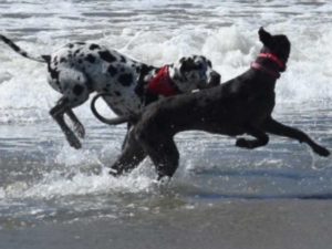 dognpooch-off-leash-training07