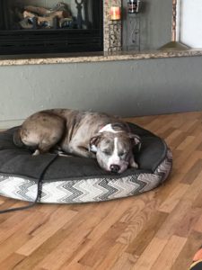 A dog content on his dog bed.