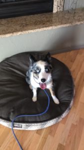 A dog practicing place on a dog bed.