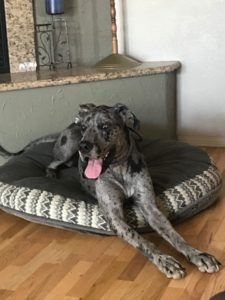 Dog training in San Luis Obispo - Jill practicing Place on her dog bed.