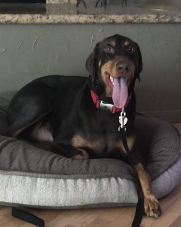 Doberman Rehabilitation