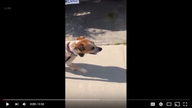 Dog training a reactive dog in Orcutt, CA