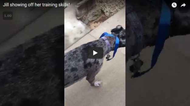 Jill showing off her dog obedience training skills!