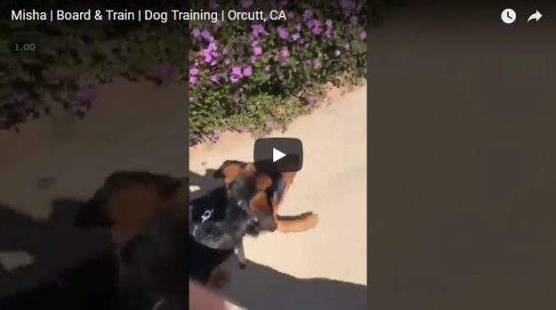 Teaching loose-leash walking via the e-collar.