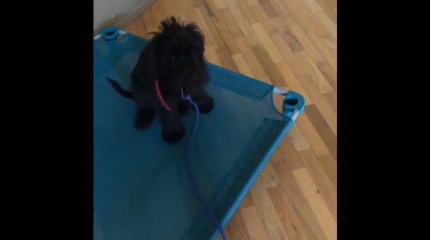 Angus – Puppy Training Angus - Puppy Training