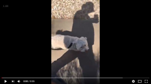 Fitz – Deaf Dog in Training Training a deaf dog is possible, especially with e-collar use!