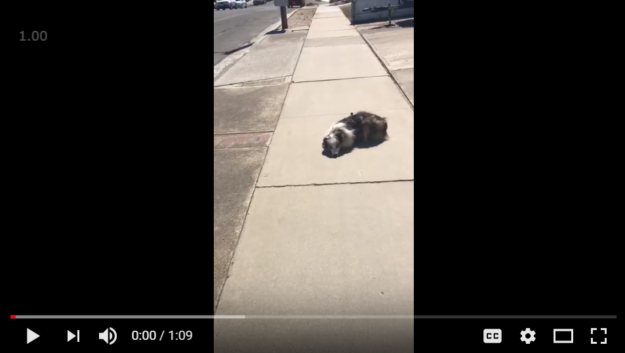 Mo – Dog Training for SLO Residents Dog Training an Australian Shepherd