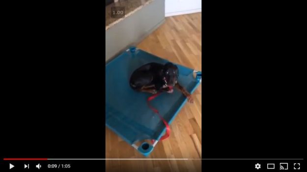 Django – Featured Image 5 Must-Have Tools in Your Dog Training Tool Box
