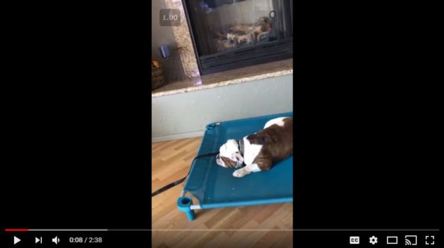 E-Collar Training – Featured Image Why We LOVE the E-collar (And You Should Too!)
