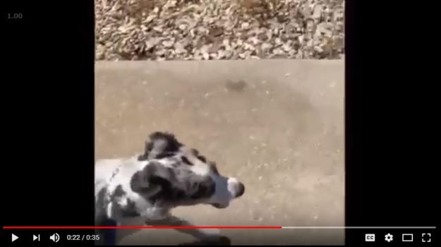 July 2018 Transformation Feature ImageJPG Board & Train Dog Transformation July 2018