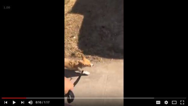 08.18.2018 Corgi Featured Image Puppies, Puppies, and more Puppies!