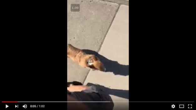 Dog Training a Corgi