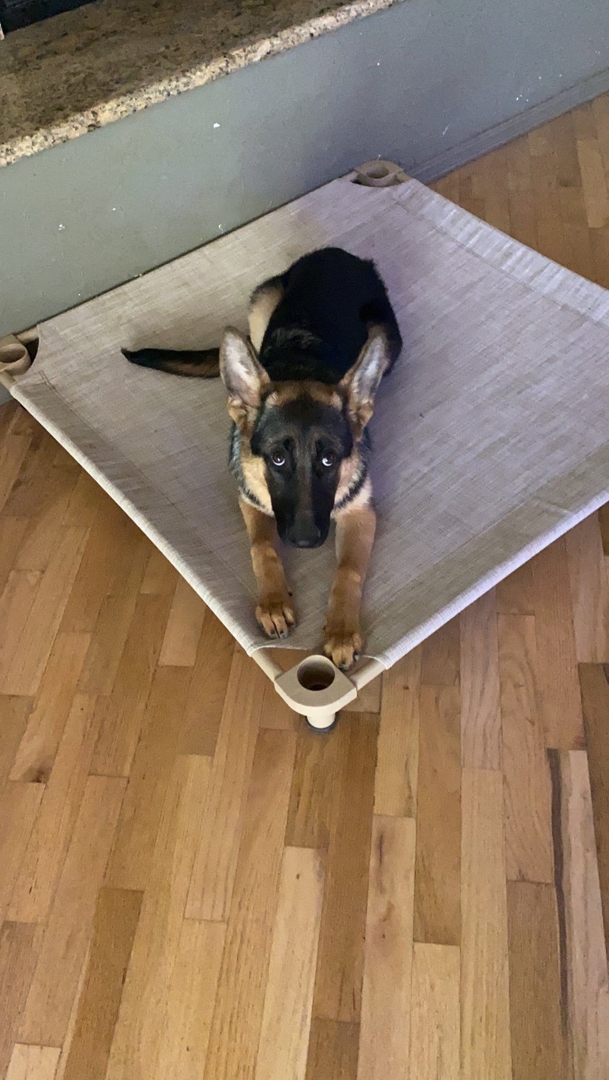 german shepherd puppy staying in place as part of his dog training program