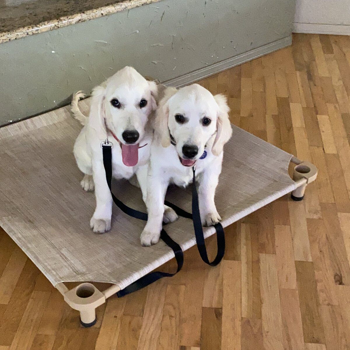 two cute pups learning how to stay on "place" together calmly as part of their training program
