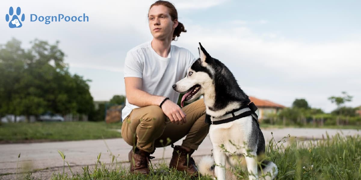 How to train a dog with an e collar hot sale