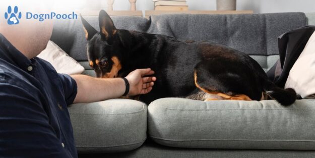 What Are the Essentials of Basic Dog Obedience Training