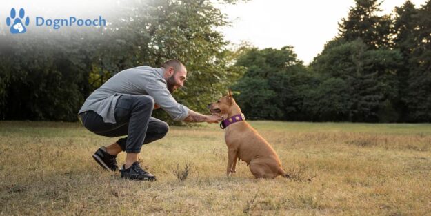 Why-Choose-the-Best-Dog-Training-in-Santa-Maria