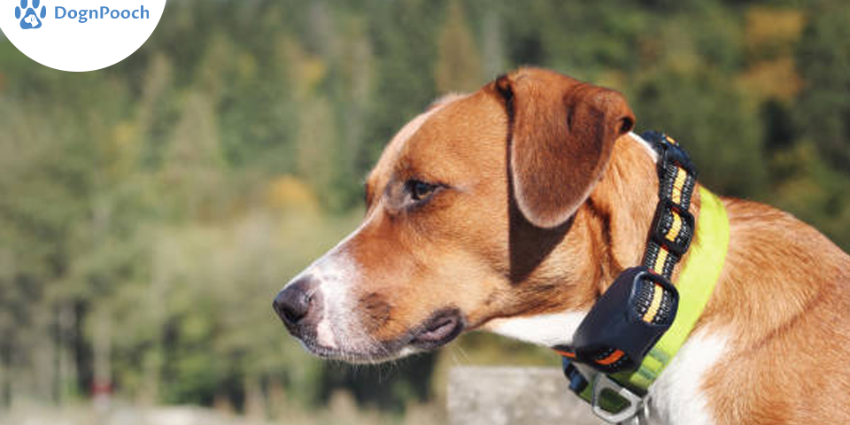 E collar obedience training 2025