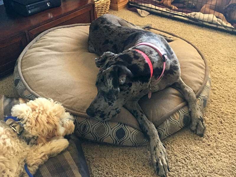 dog siting on round mattress
