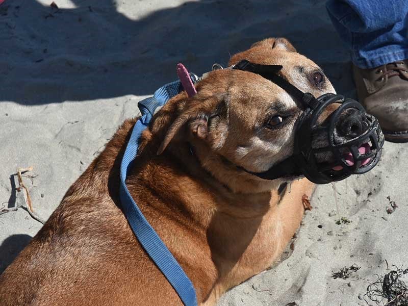 dog with jab
