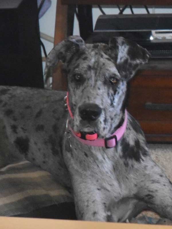 dog collar