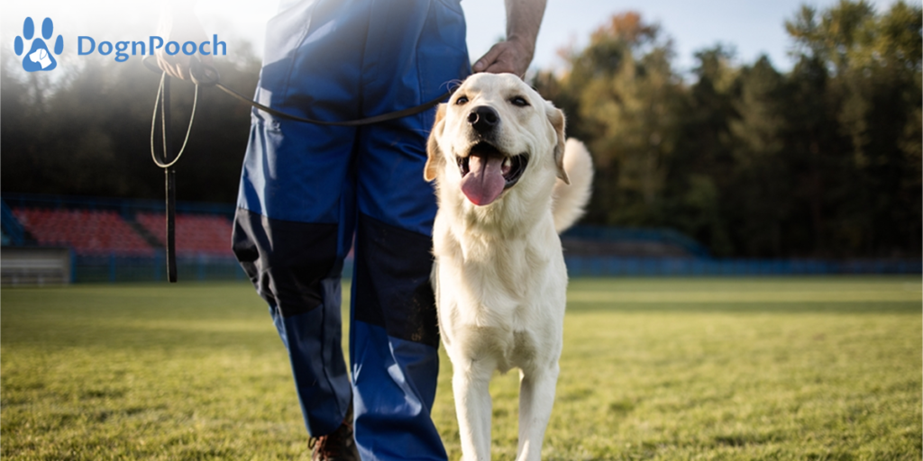 Find the Best Dog Board and Train Near You with Dog N Pooch