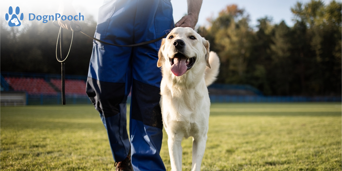 Find the Best Dog Board and Train Near You with Dog N Pooch