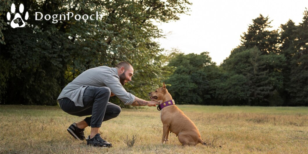 7 Must-Know Commands to Train Your Dog Like a Pro!