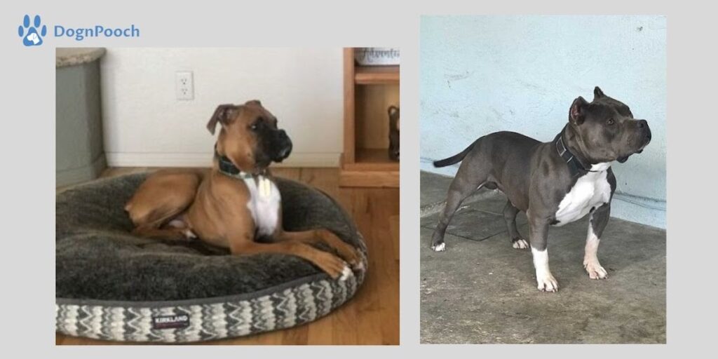 E-Collar Training for Reactive Dogs in San Luis Obispo, CA