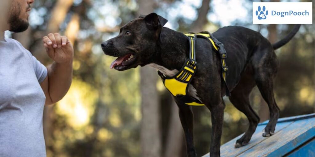 Your Dog Can Be the Smartest on the Block – Here’s How!