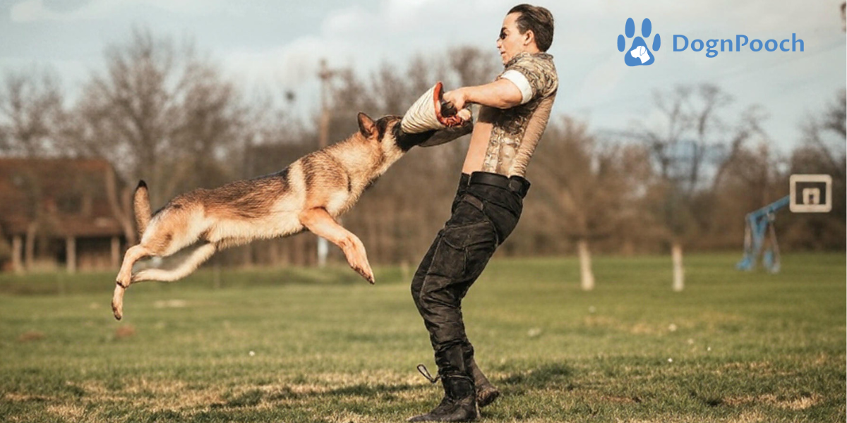 How to Stop Dog Aggression Without Breaking the Bank?
