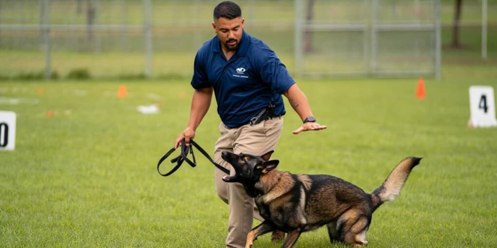 How Can a Dog Trainer Help Aggressive Dogs Improve Their Behavior?