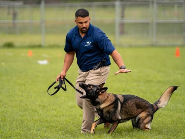 How Can a Dog Trainer Help Aggressive Dogs Improve Their Behavior?