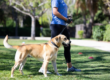E-Collar Training