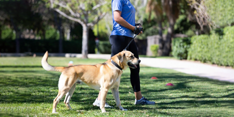 E-Collar Training