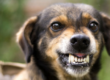 Dog Training Separation Anxiety