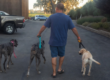 Dog Boarding Training Near Me