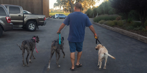 Why Do Active Dogs in San Luis Obispo Thrive in Training and Boarding Programs?
