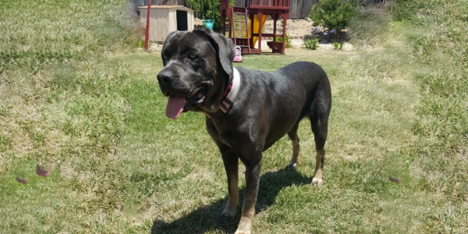 How Can E-Collar Training Improve Off-Leash Freedom for Dogs?