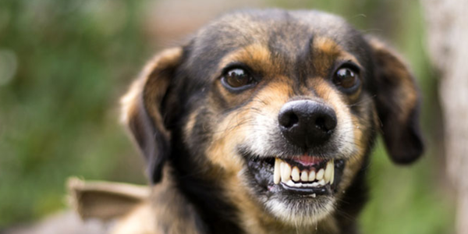 Why Your Dog Panics Every Time You Leave Home