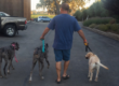 Dog Training Boarding Near Me