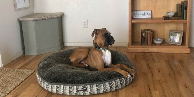 E-Collar Training For Dogs