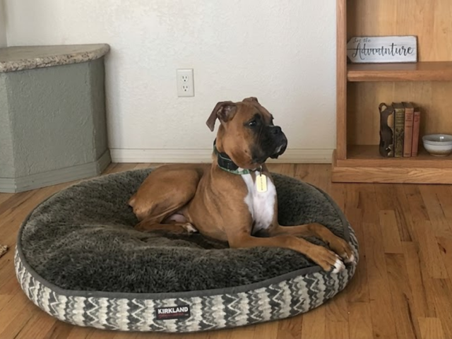 Why More Dog Owners Are Choosing E Collar Training for Better Recall