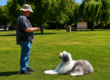 dog training hand commands