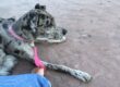 Behavior Modification Dog Training
